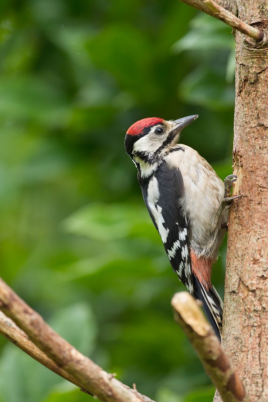 Pic Epeiche juvenille 03/07/2012 au jardin