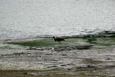 DSC_7936 - Copie.JPG (210.96 Kio) Vu 13024 fois Cigogne noire et mouette rieuse (P Gachet)