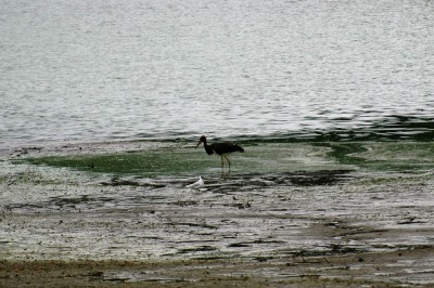 Cigogne noire et mouette rieuse (P Gachet)