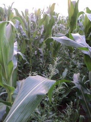 Le maïs a ici été cultivé sans désherbant, travaillé seulement à la herse étrille