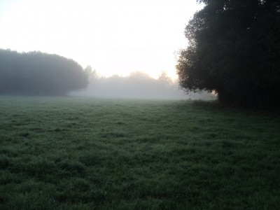 Vue matinale entre la ripisylve de la Sée à droite et la saulaie de l'ilot central à gauche.