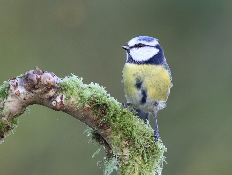 Mésange bleue 27/12/2011 au jardin