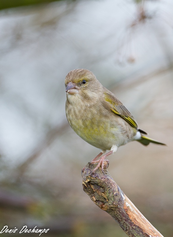 Verdier 12/01/2012 au jardin