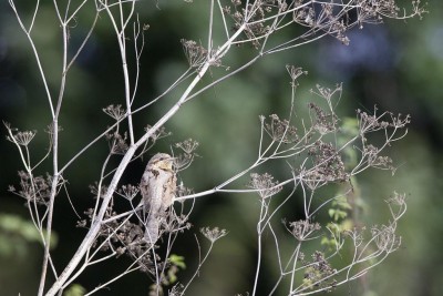 Torcol fourmilier (Jynx torquilla). Photo : Franck Letellier