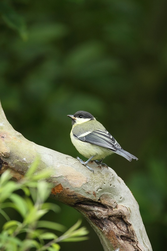 Mésange charbonnière née dans un des nichoirs du jardin 07/06/2012