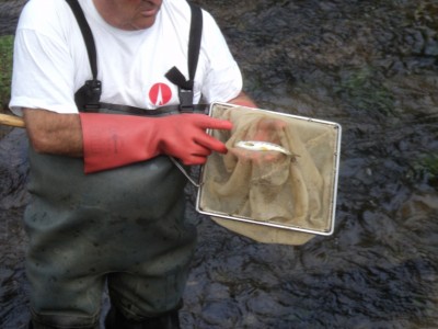 Un tacon, jeune saumon. D'autres poissons sont capturés dont des poissons plats de la côte!