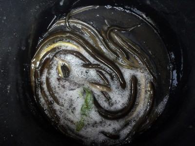 Les &quot;grosses&quot; anguilles, séparées de petites pour les protéger de la prédation. Les individus jaunes ou clairs sont en dévalaison. Ces anguilles produisent une grande quantité de mucus.