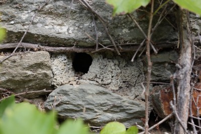 L'anfractuosité entre les pierres a été réduite à la boue comme n'importe quelle autre entrée de cavité de pommier! Entrée sud, environ 1,70 m de hauteur (ce qui est relativement bas pour cette espèce.)