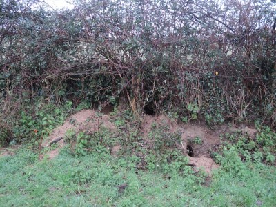 Une haie sur talus est particulièrement habitée : terriers de renard, de blaireau, crottes de lapin de garenne, leçon de cohabitation.?.. (peut-être pas sans risque pour certains.)