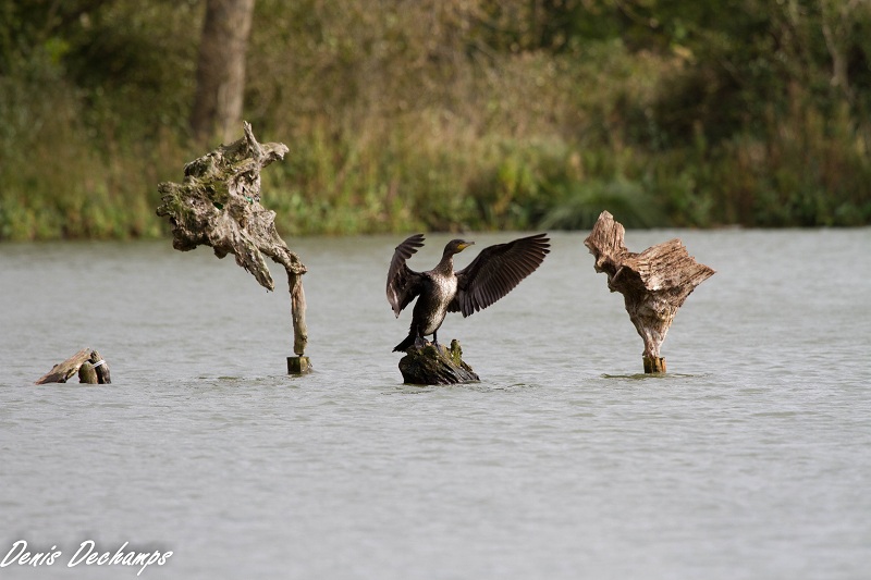 Cormoran après une séance de pêche 06/10/2011