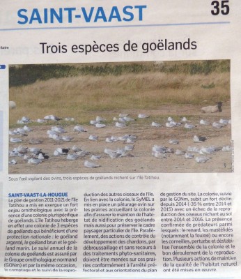 TatihouML2016.JPG (199.47 Kio) Vu 9463 fois Goélands de Tatihou ML