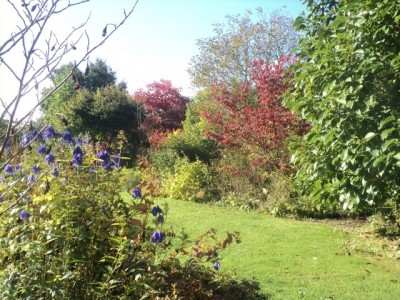 Cornus florida et Rhus potanînni