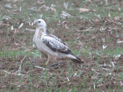Buse variable (Dominique Kail)