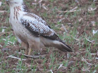 Buse variable (Dominique Kail)