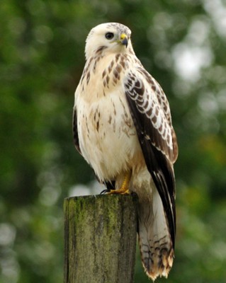 Forme  &quot;very light&quot; du site Buteo morph du Max Planck Institut