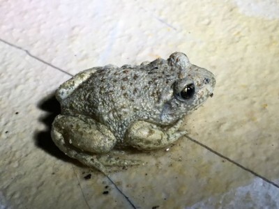 alyte sur la terrasse