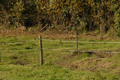 Petit groupe de pipit farlouse sur pré humide.