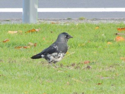 Chou-cas des tours avranchinais (T. Grandguillot)