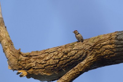 Pic épeichette, petit bateau (Franck Letellier)