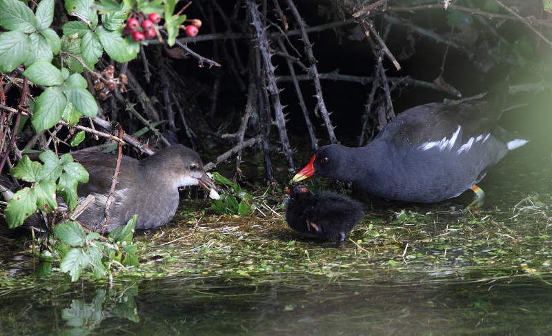 Ce poussin de Poule d'eau se faisait nourrir par un des parents et un juvénile 20/08/2011