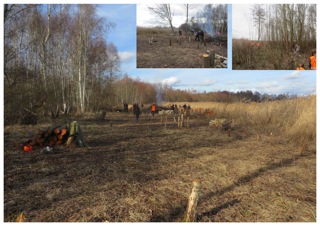 Roselière déboisée avant les travaux d'étrépage