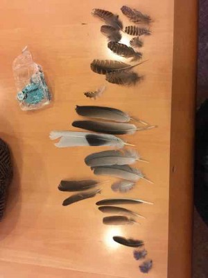 plumées de faucon pèlerin (1).jpg (18.05 Kio) Vu 11601 fois plumées