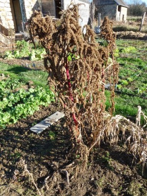 L'amarante garde manger du jardin des Ponceaux