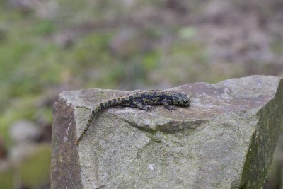 tritonFL.JPG (142.17 Kio) Vu 8721 fois Triton marbré. Photo : Franck Letellier