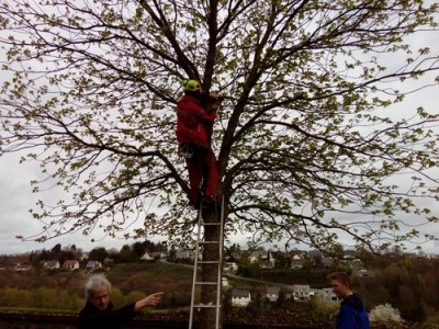 Arnaud installe le nichoir suffisamment haut à l'abri des prédateurs et du passage.