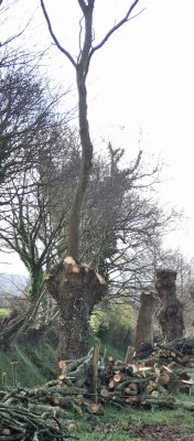 L'art de tailler un arbre têtard en conservant temporairement un tire-sève.