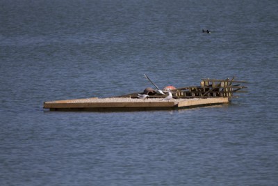 _MG_2327.jpg (141.84 Kio) Vu 17594 fois Radeau lands'art en position définitive