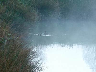Deux des 7 canetons; la famille chasse sous les joncs des rives de la lagune.