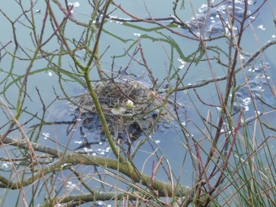 Au moins un oeuf visible sous la couverture de feuilles ramenées par la femelle avant de quitter le nid.