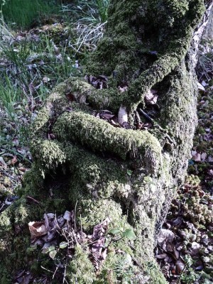 Serpent endormi ou gros intestin végétal?