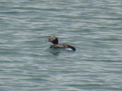 P1060524 (2) Copie.JPG (127.57 Kio) Vu 16138 fois Harelde boréale (Alain Barrier)