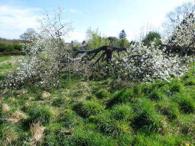 Comment se baisser pour cueillir des cerises sur un arbre.