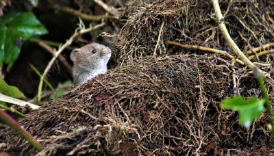 Un des célèbres campagnols à l'ouïe fine repérant la pose des mésanges au dessus de leurs tête à la mangeoire cet hiver!