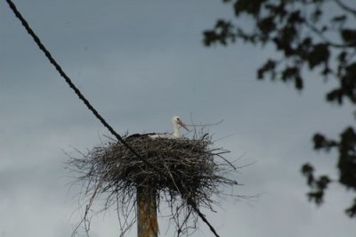 Cigogne Marchésieux 2017.jpg (53.1 Kio) Vu 13610 fois Cigogne de la Déraiserie (Philippe Gachet)