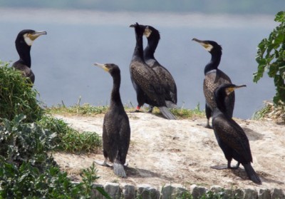 Grand-cormoranGDe.jpg