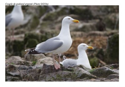 goéland.JPG (45.13 Kio) Vu 14683 fois Goéland argenté. Photo GONm