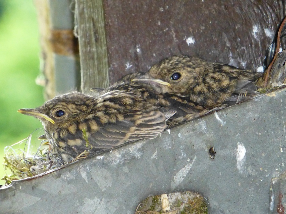 3- poussins de gobemouche au nid.JPG