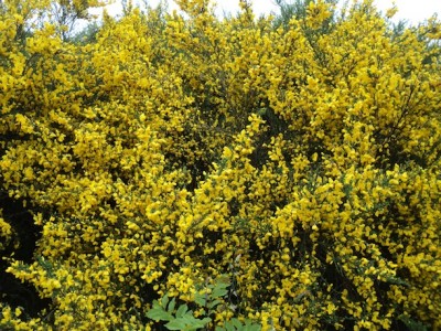 Buissons de genêt bruissant de butineurs, dont les abeilles venues des ruches toutes proches. L'hypolaïs et le bruant jaune ne sont pas loin...