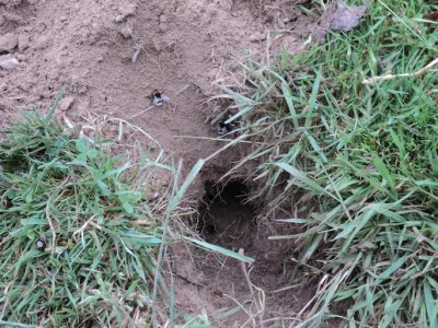 Le blaireau ayant eu un petit creux en chemin s'est offert un nid de bourdon gratté en plein champ. Le blaireau vote pour la consoude, cela va de soi!