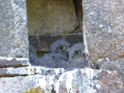 Les trois poussins de 2016 (photo 15/07/2016)