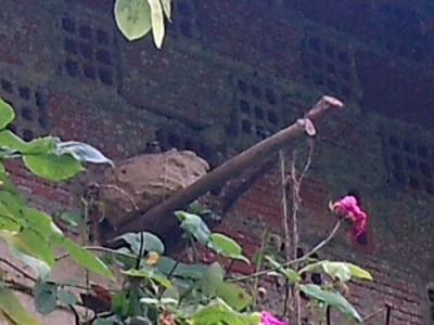 gballiet2017.jpg (55.27 Kio) Vu 9316 fois Pot de terre avec gobemouche. (Thérèse Alliet)