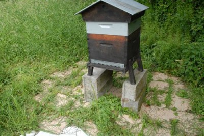 Nid de charbonnière dans l'agglo.