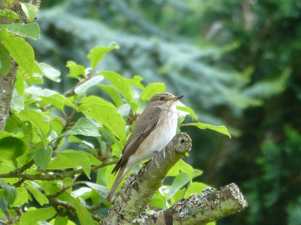 1- Gobe-mouche gris- Cernières 05 07 12 - 0.JPG