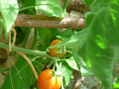 Tomate glacier, très précoce!