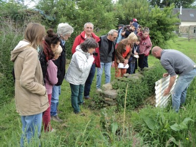 20 mai 2017, à la recherche des noisettes (et des reptiles) sous les tôles.