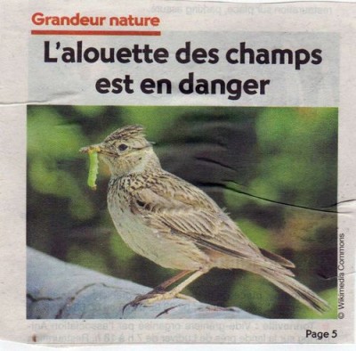 biodivPDLM11062017.jpg (56.71 Kio) Vu 9658 fois Sur la une de la Presse de la Manche